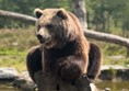 The brown bear posing