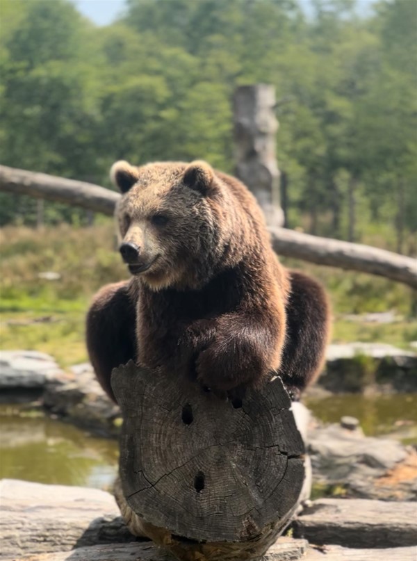 The brown bear posing