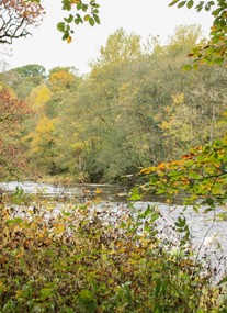 Strid Wood and the Strid