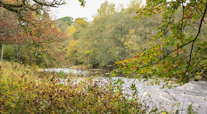 Strid Wood and the Strid