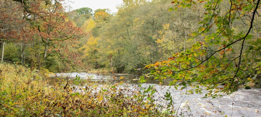 Strid Wood and the Strid