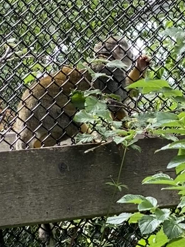 This little guy was climbing the fence, you can see the wooden barriers which were at eye level around the centre and so were the shrubs. Here it was close to the caging, but many were a few feet back.