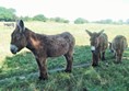 Ile de Re donkeys