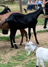 Buttercups Sanctuary For Goats