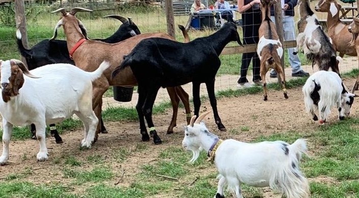 Buttercups Sanctuary For Goats