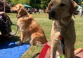 Assistance dog at River Dart Country Park