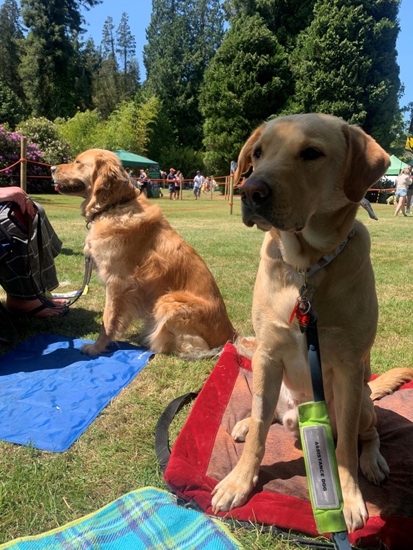 Assistance dog at River Dart Country Park