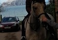 Picture of Seacliff Stables - Horse Rider