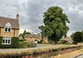 Tree and a house