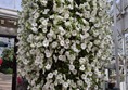 Image of a large white ivy plant