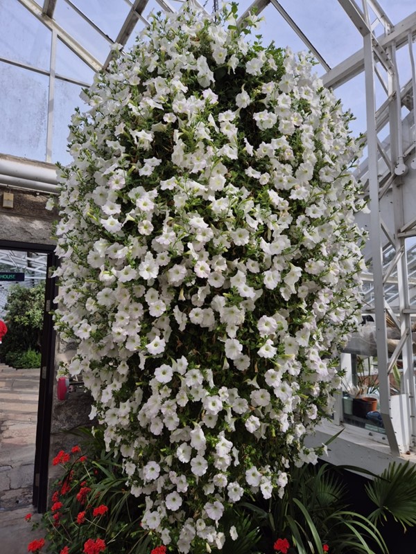 Image of a large white ivy plant