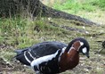 Picture of a red breasted goose