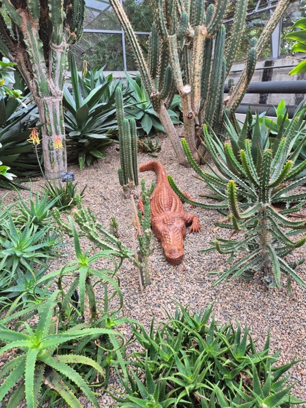 Image of a crocodile ornament amongst cacti.