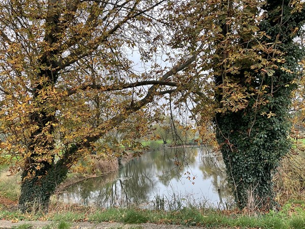 Image of some trees and a lake