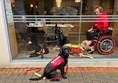 Assistance dog at Pizza Express