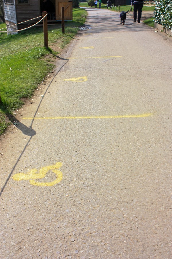 Wheelchair spaces for watching the falconry display.