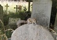 A squirrel on top of an old gravestone