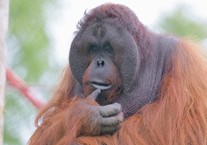 Disabled Access Day at Monkey World!