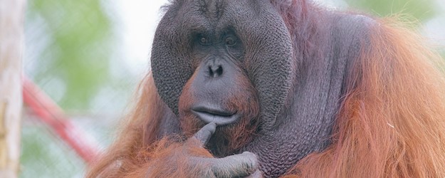Disabled Access Day at Monkey World! article image