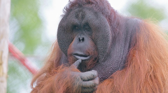 Disabled Access Day at Monkey World!
