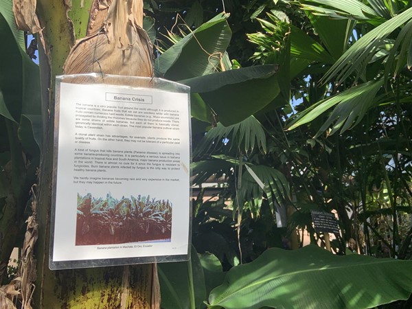 Image of a laminated A4-size sign attached to the trunk of a banana tree. There are several paragraphs of text and a picture.