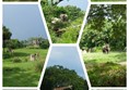 Picture of Magic Kingdom World  - Collage of animals