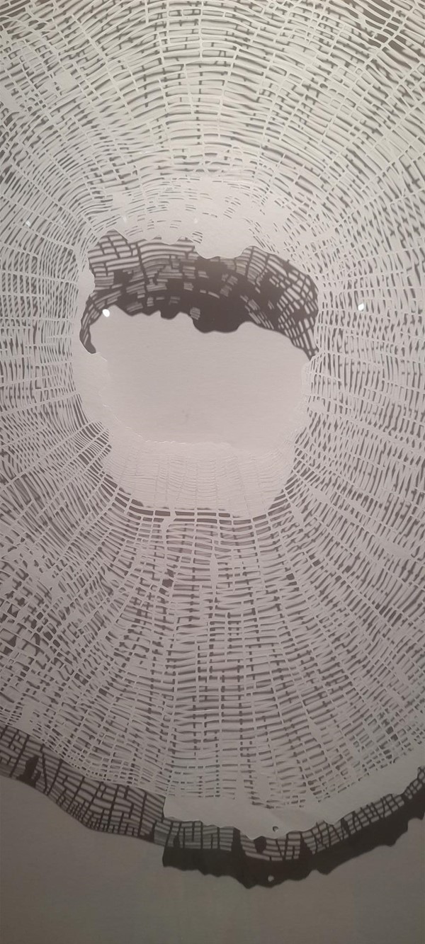 Image of a picture of a cross section of a tree