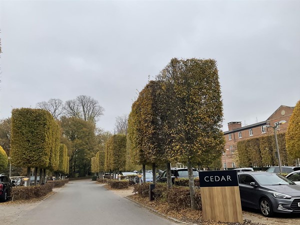 Image of a tree lined drive