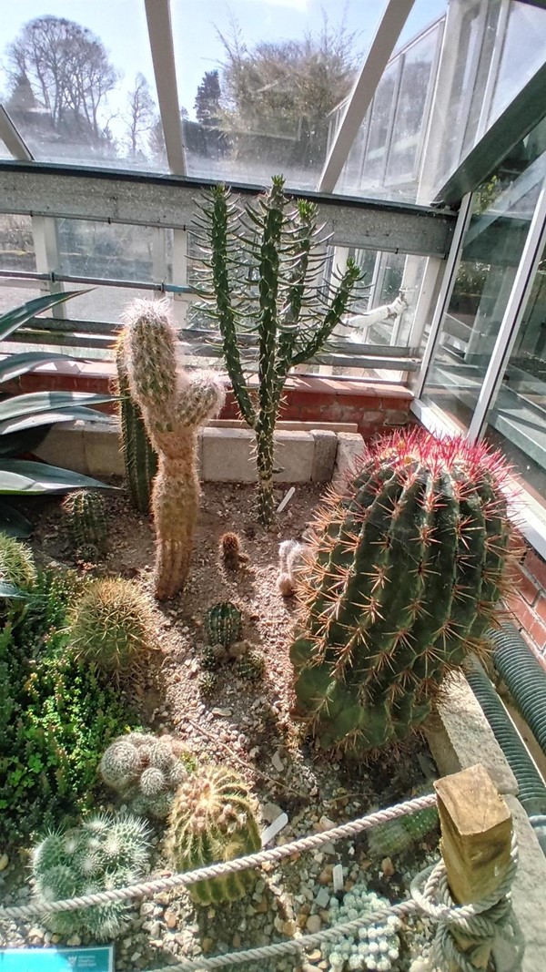 Image of a cactus