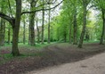 The accessible woodland walk is barely visible but the path is smooth and about 1m wide.