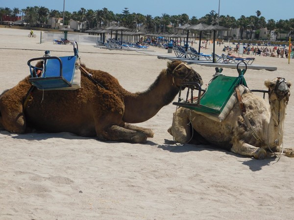 Camel rides on the Beach