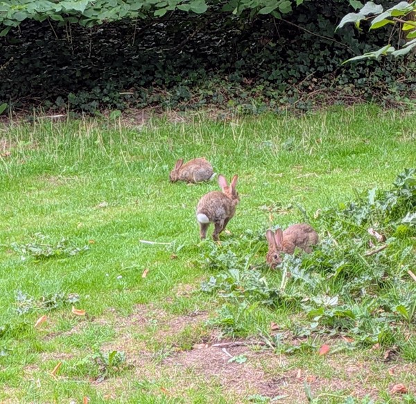 Image of bunny rabbits in the park