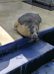 Cornish Seal Sanctuary