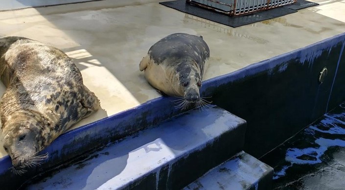 Cornish Seal Sanctuary