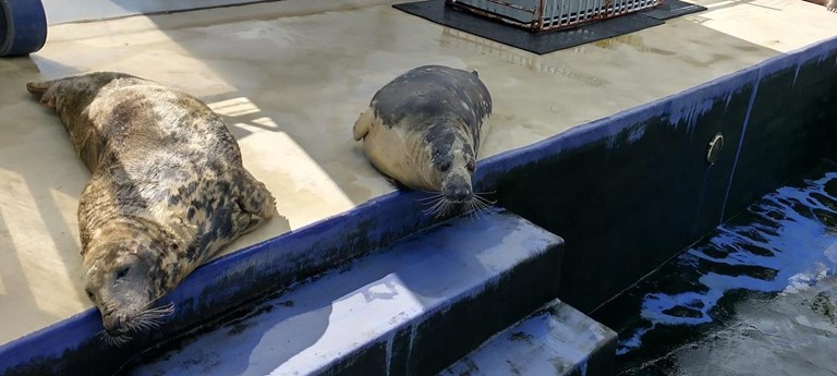 Cornish Seal Sanctuary