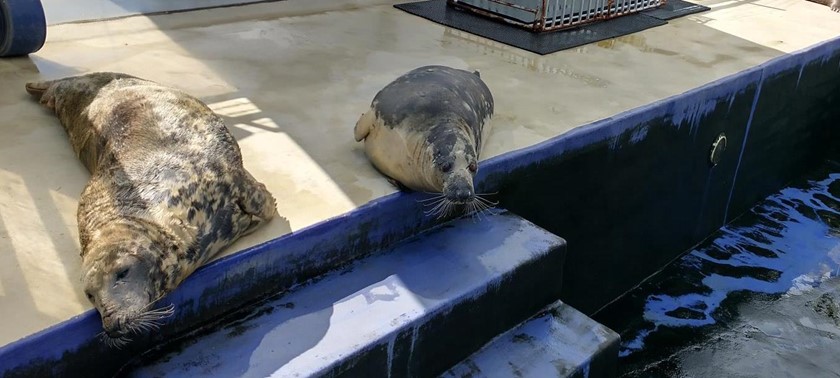 Cornish Seal Sanctuary