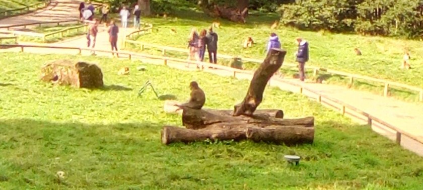 Monkey Forest