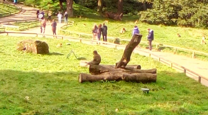 Monkey Forest