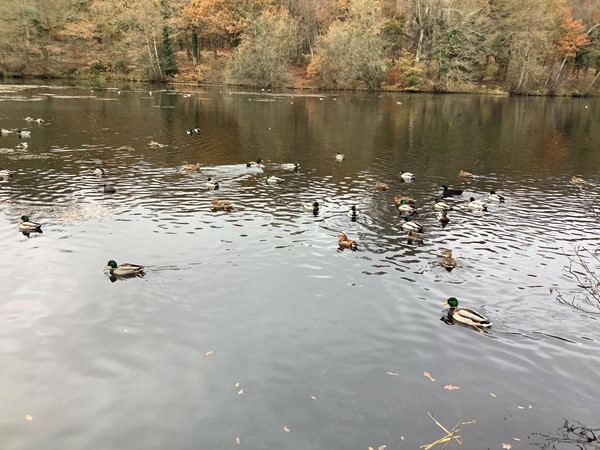 16 mandarin ducks