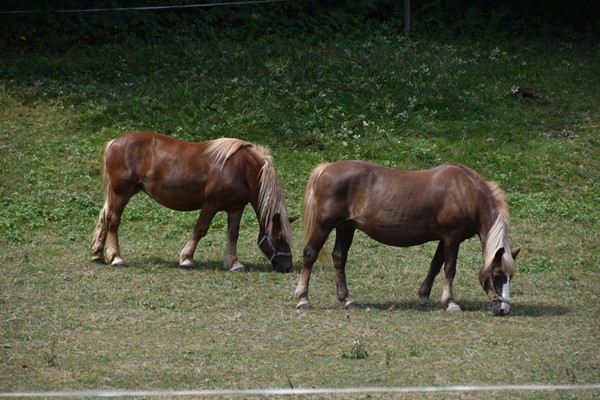 Picture of Black Forest Open Air Museum