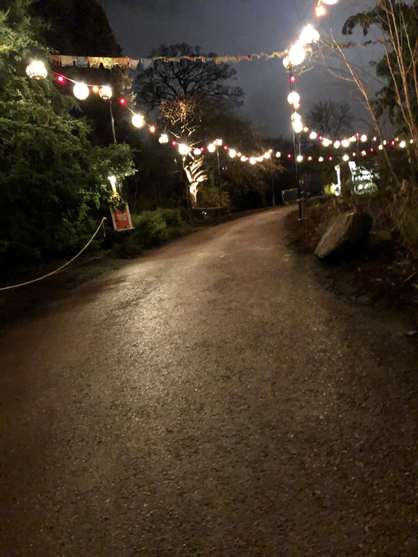 Picture of Christmas lights at Edinburgh Botanics