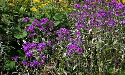 Cruickshank Botanic Garden