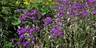 Cruickshank Botanic Garden