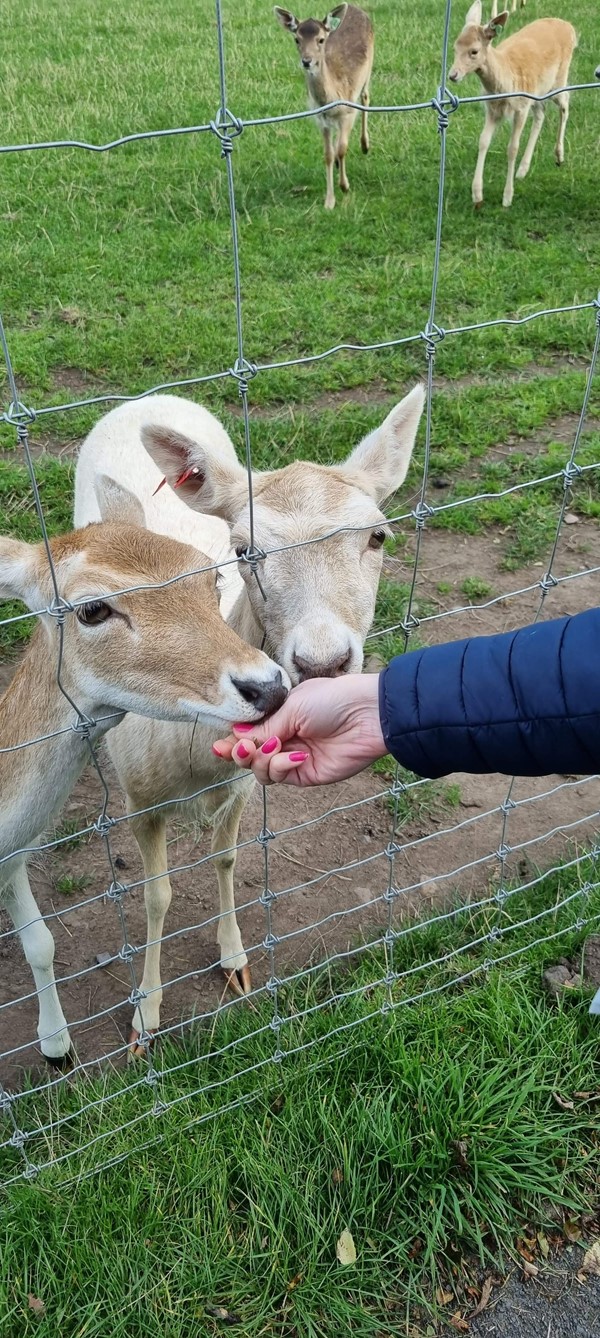 Deer