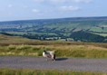 The sheep is on the old railway track and in the distance is Farndale.