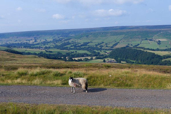 The sheep is on the old railway track and in the distance is Farndale.