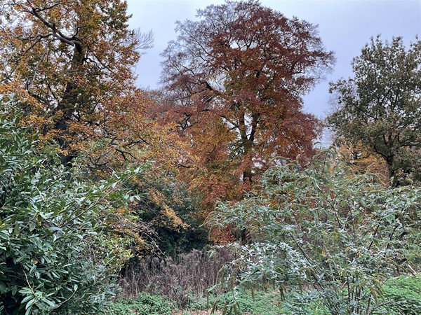 Image of trees