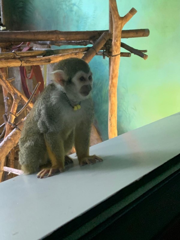 Macaque