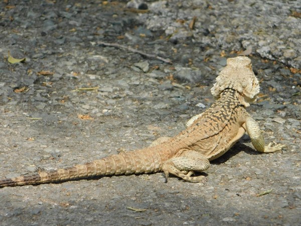 Pafos Zoo