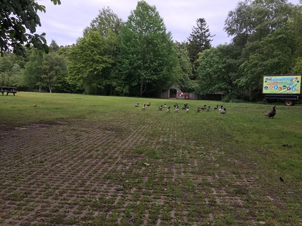 Image of picnic area and ducks wandering around.